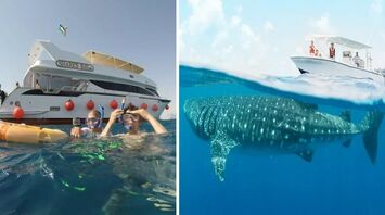A 12-meter-long shark has appeared on the beaches of Hurghada