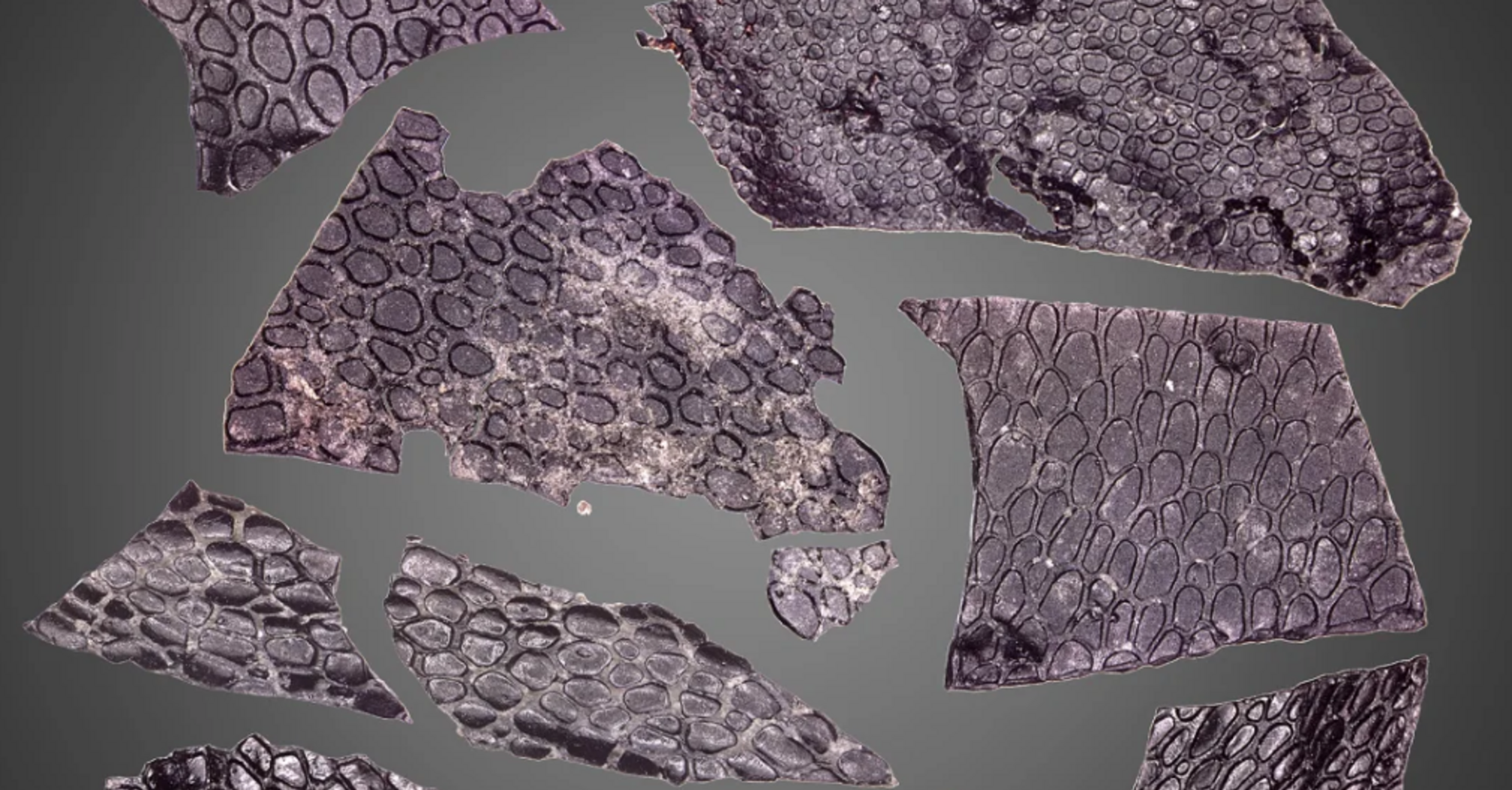 Scientists find fossilized reptile skin in the United States