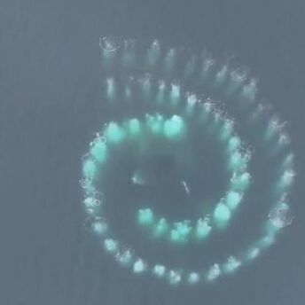 Humpback whales drew a Fibonacci spiral in the ocean