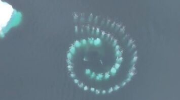 Humpback whales drew a Fibonacci spiral in the ocean