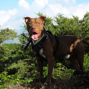 A popular British campground has banned vacations with XL Bully dogs