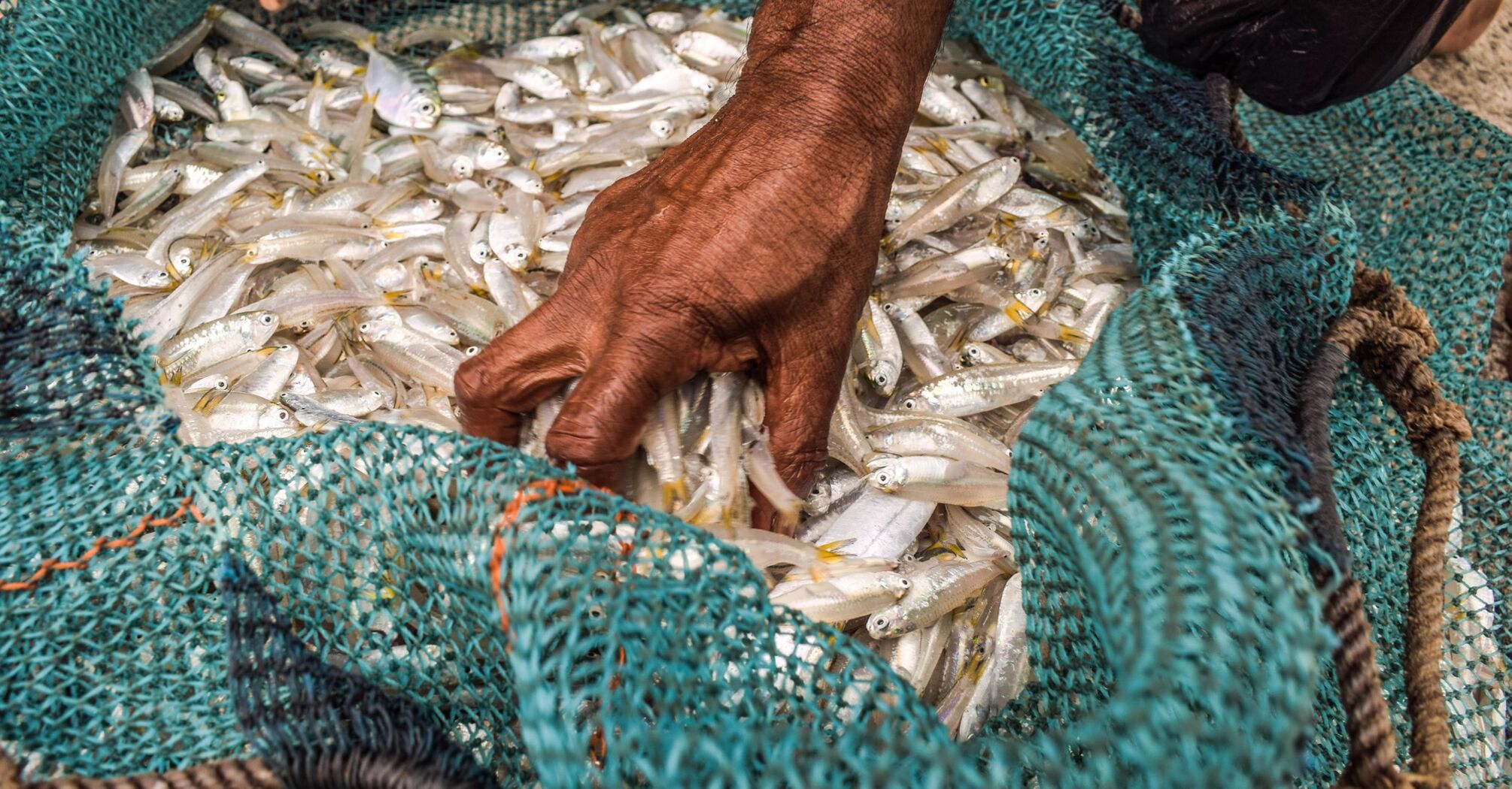 Fishing boats in New Zealand will have cameras installed: why is this necessary