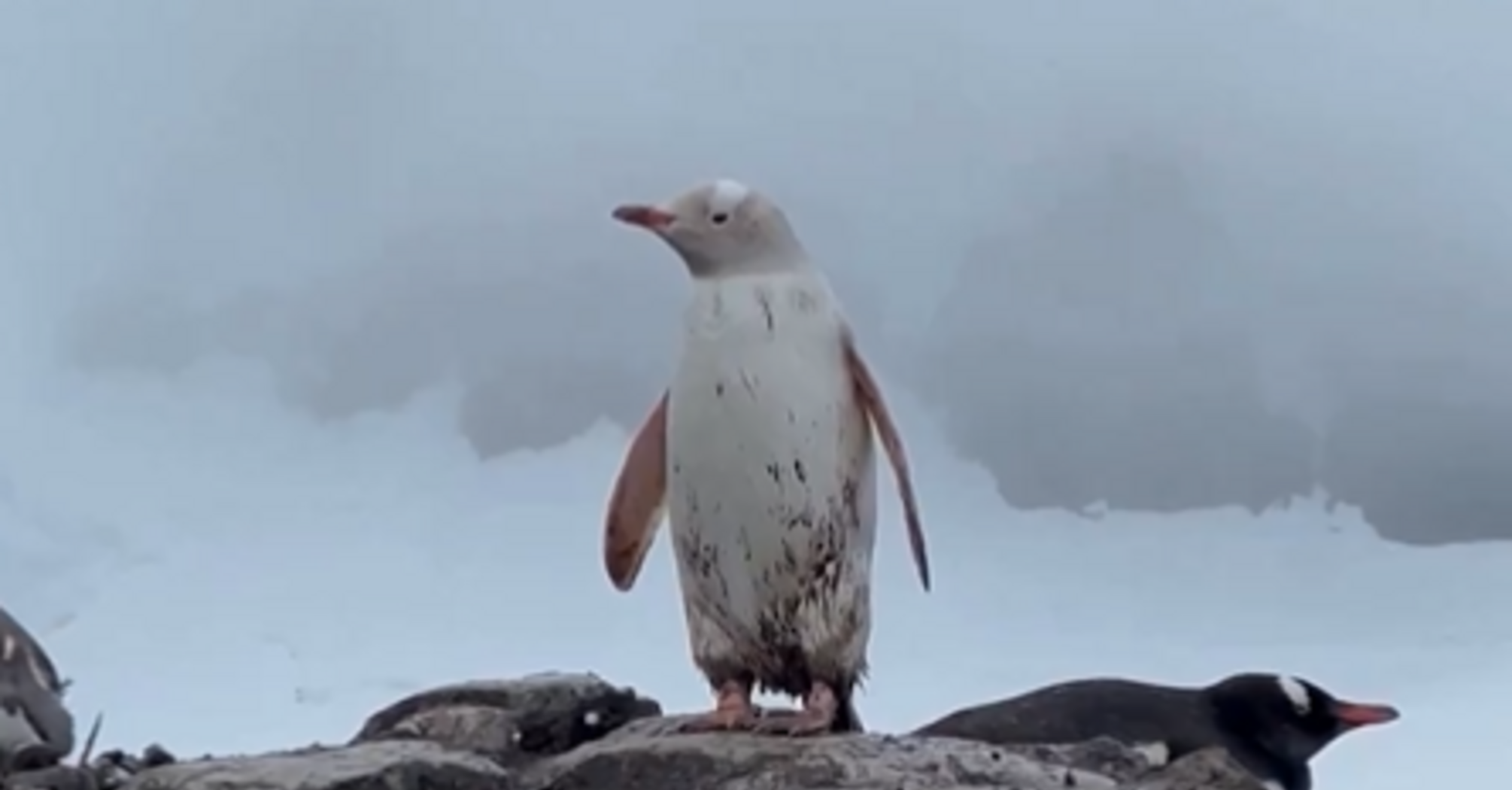Rare white penguin spotted in Antarctica