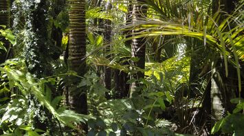 Traces of a 2000-year-old settlement discovered in the Amazon forest