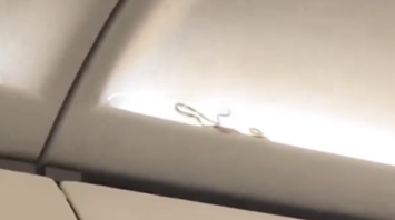A live snake was caught on board a flight to Phuket, hiding above the passengers' heads. Video