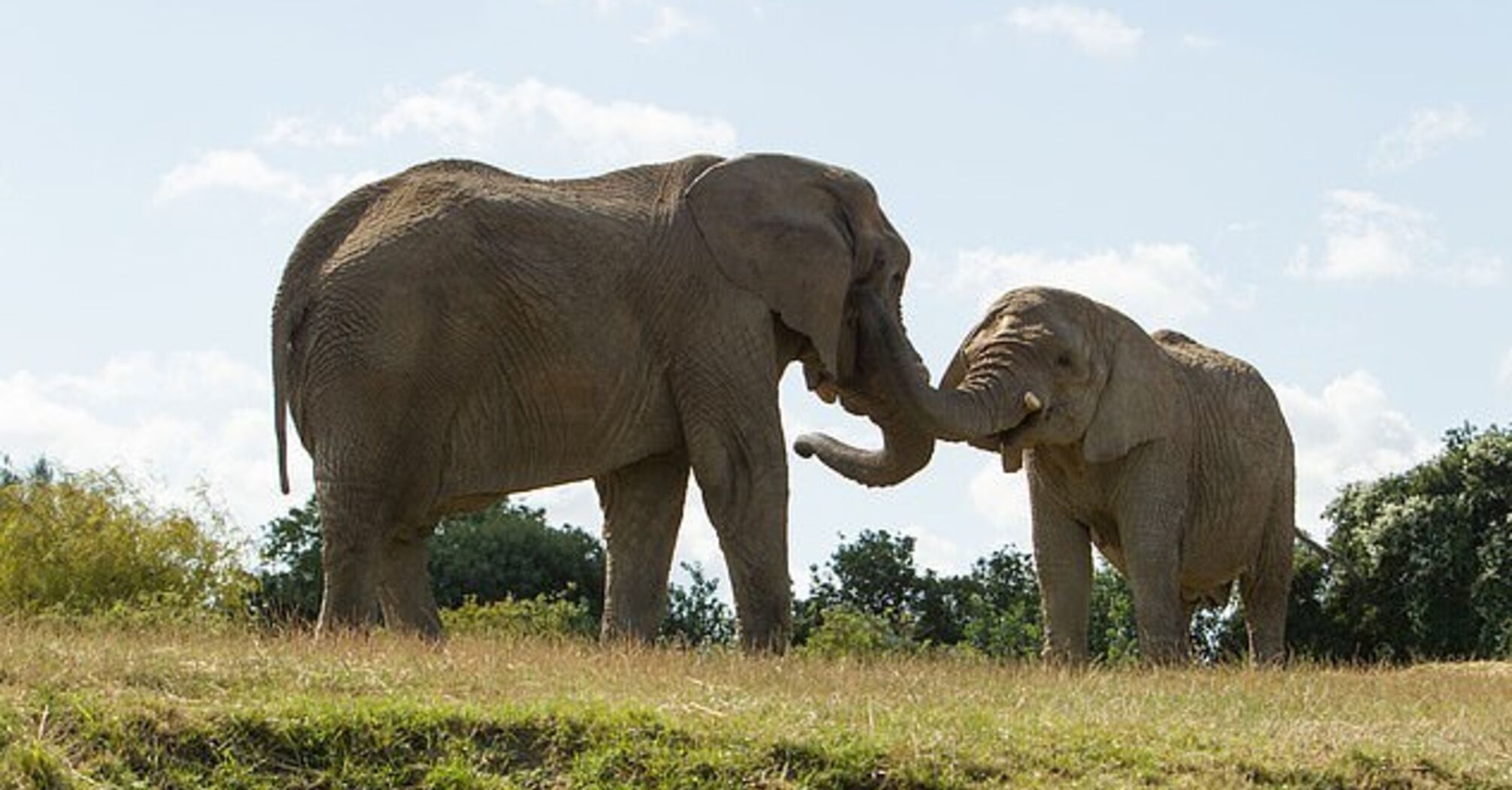 13 elephants to be transported from Britain to Africa