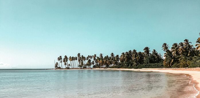A serene tropical beach with clear turquoise waters gently lapping against a sandy shore, lined with a grove of tall palm trees under a clear blue sky