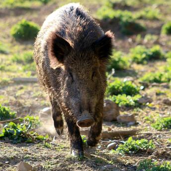 Wild boars cause £35,000 worth of damage to a popular campsite in the Forest of Dean