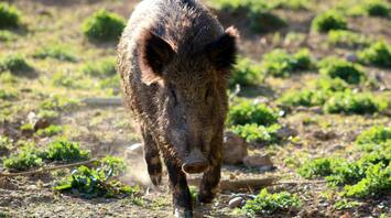 Wild boars cause £35,000 worth of damage to a popular campsite in the Forest of Dean