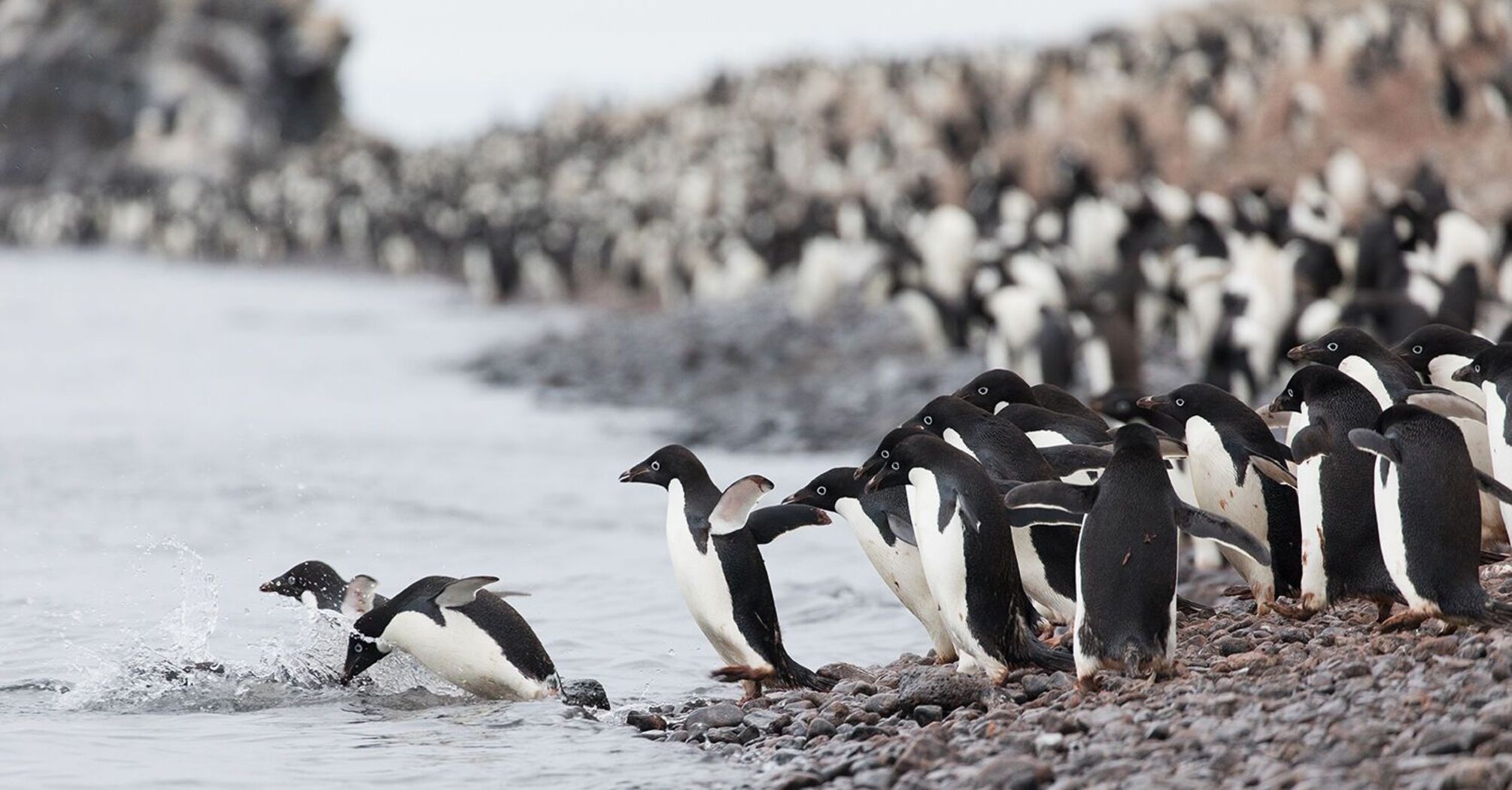 A true symbol of Antarctica: Adélie penguins travel thousands of kilometres across the sea ice every year