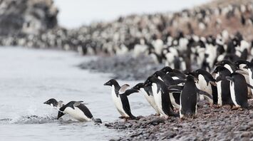 A true symbol of Antarctica: Adélie penguins travel thousands of kilometres across the sea ice every year