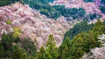 Mount Yoshino in Japan