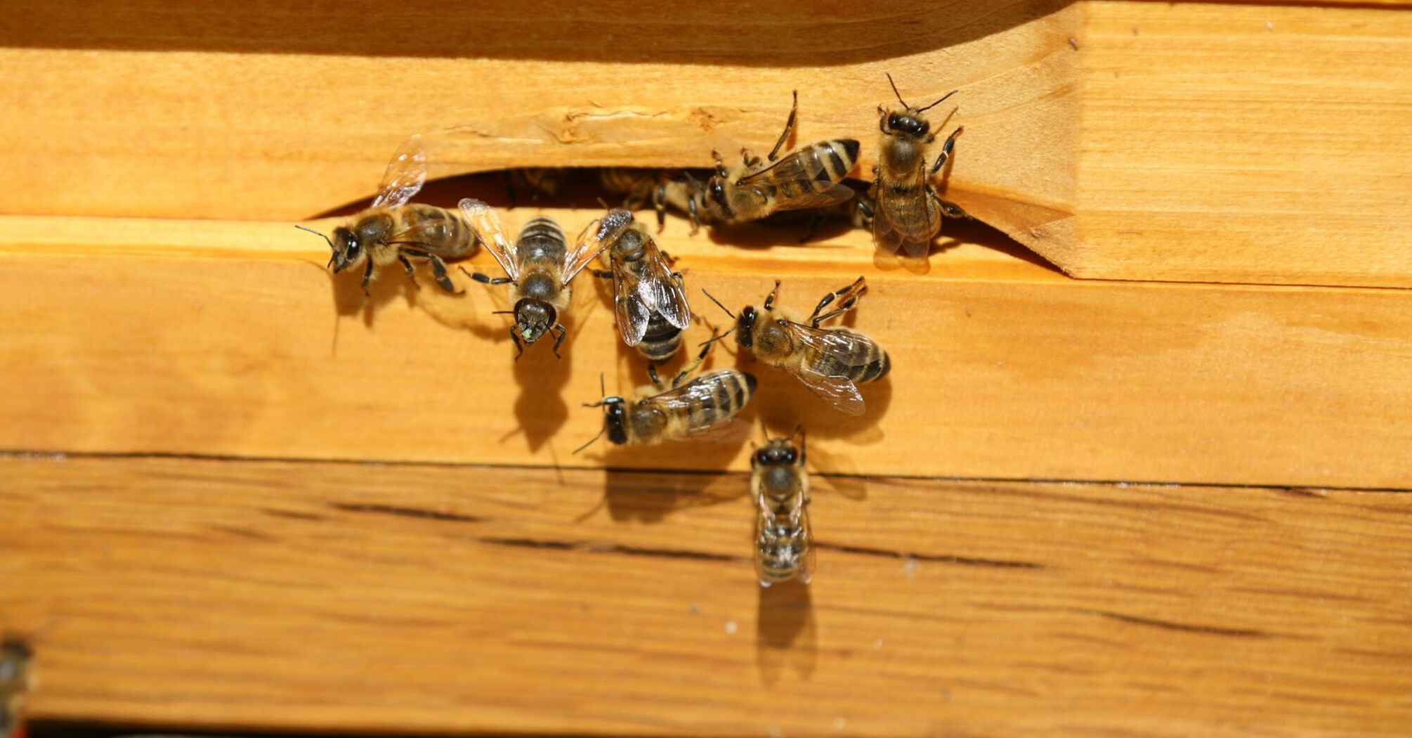 Bees at their beehive
