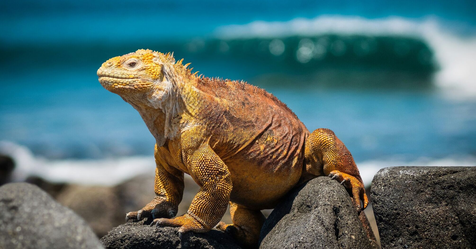 An iguana warms itself up in the sun on rocky terrain with the ocean in the background