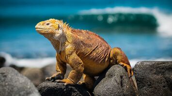 An iguana warms itself up in the sun on rocky terrain with the ocean in the background