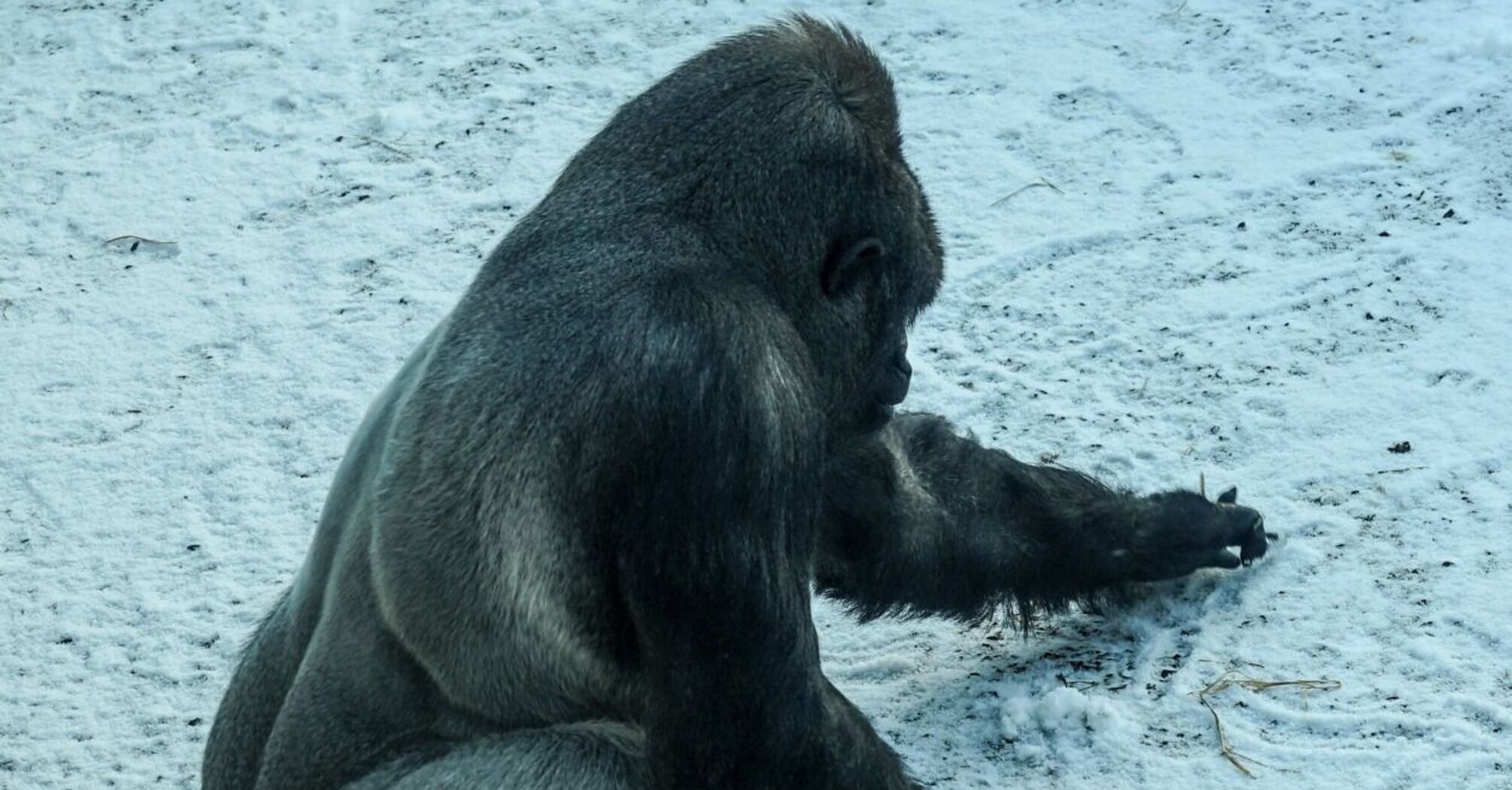 In Belfast Zoo, a video of a gorilla playing with snow was shared