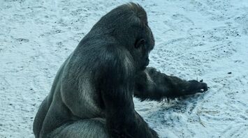 In Belfast Zoo, a video of a gorilla playing with snow was shared
