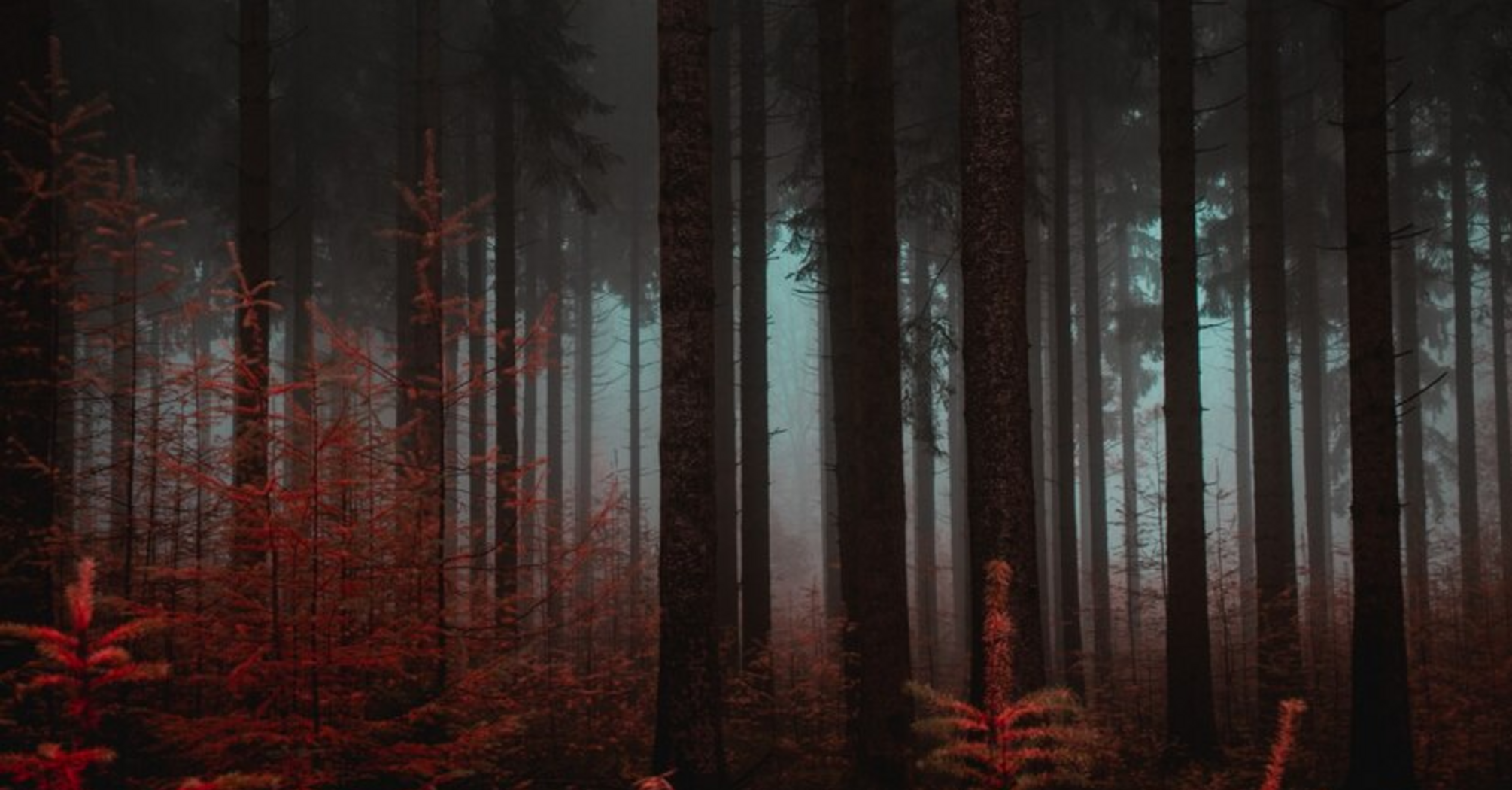 The list of the most creepy forests, which were the subject of legends and where ghosts were allegedly seen
