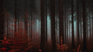 The list of the most creepy forests, which were the subject of legends and where ghosts were allegedly seen