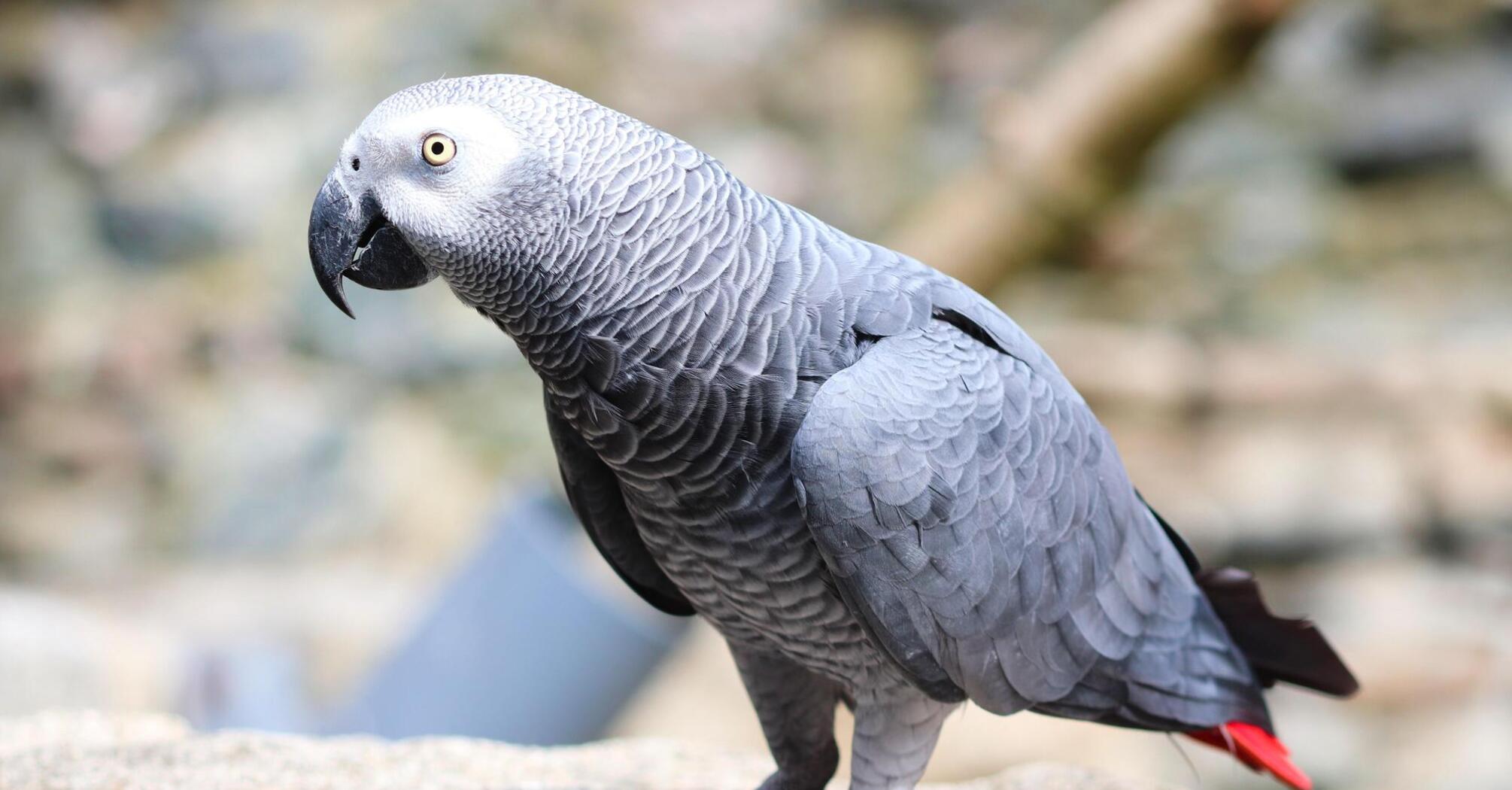 At a zoo in the United Kingdom, there are plans to combat parrot swearing