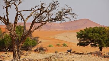 7 things to avoid during a jungle safari
