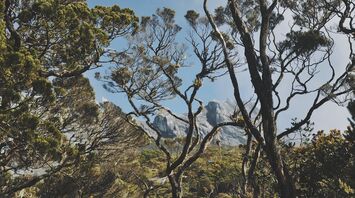 Tropics 180 million years old: five of the world's oldest forests
