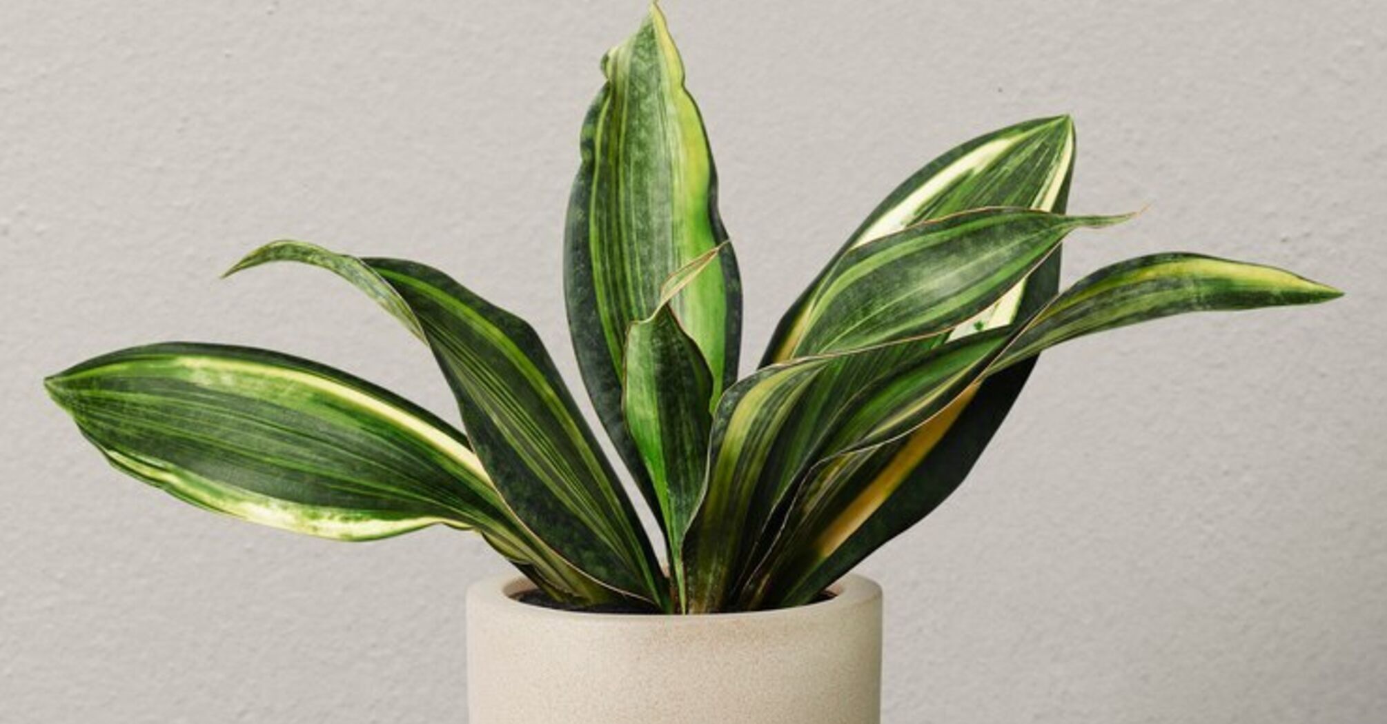 5 tips to help take care of indoor plants while on vacation