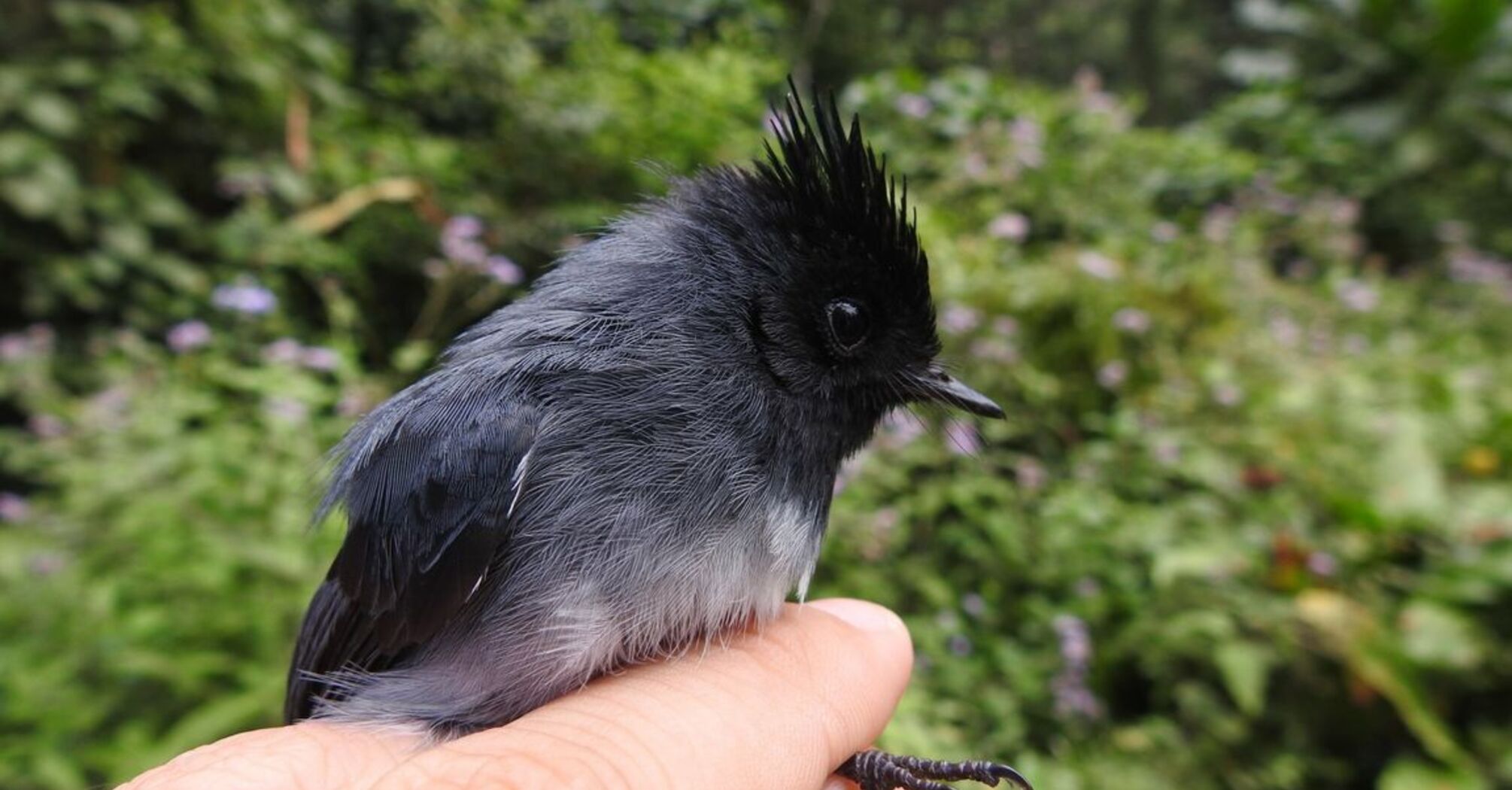 With climate warming, birds are becoming larger: researchers are studying size changes in birds in mountainous regions
