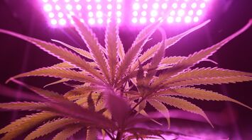 Marijuana smuggling on a cruise ship: 112 bags of drugs found in cabins of two passengers