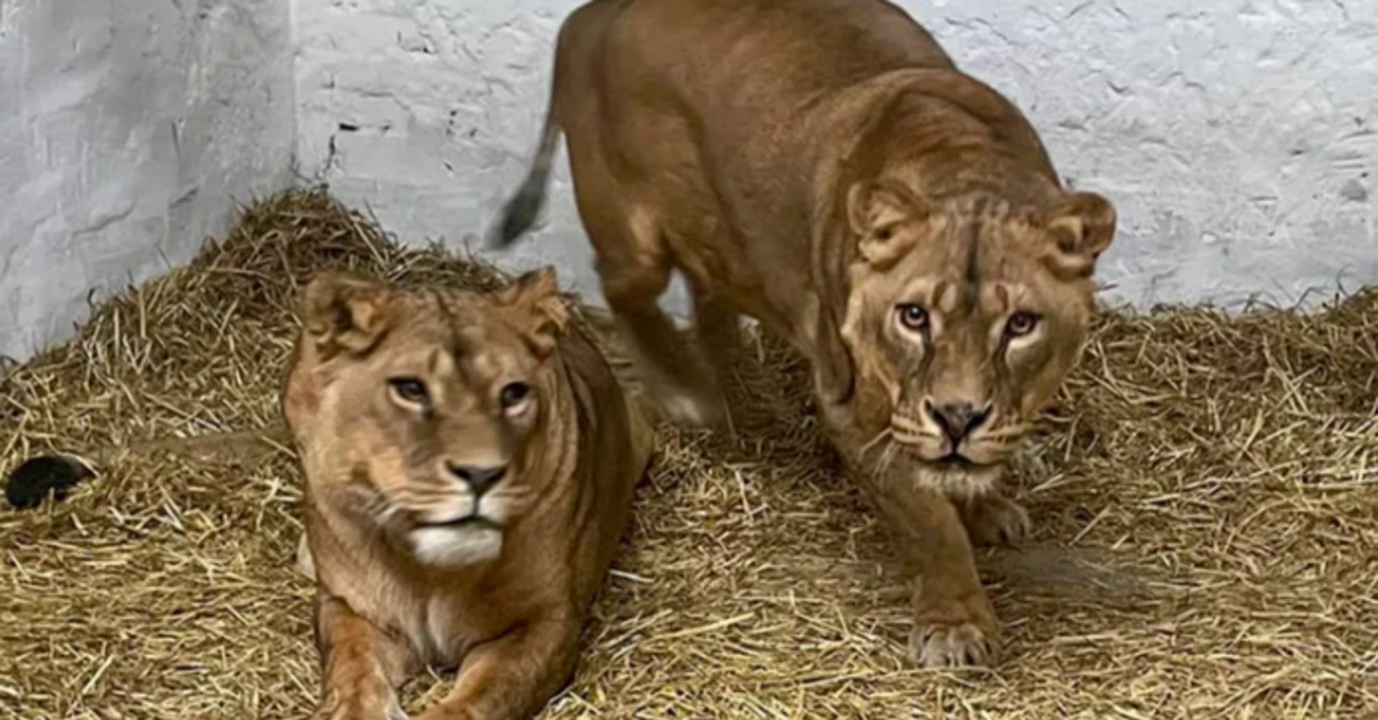 France has sheltered three Ukrainian lions