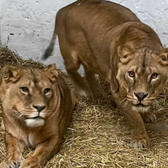 France has sheltered three Ukrainian lions