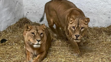 France has sheltered three Ukrainian lions