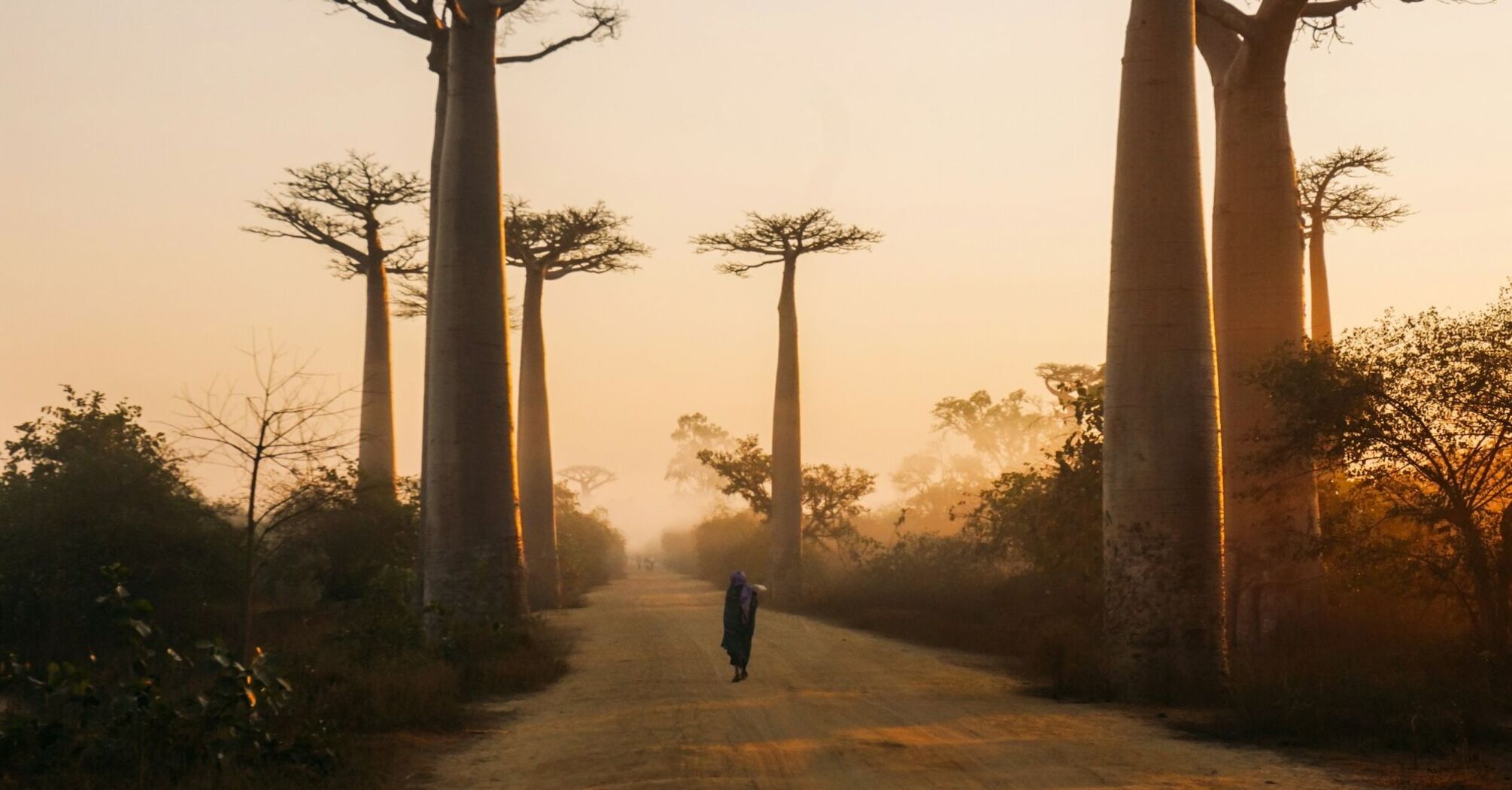 Beautiful alley of baobabs during sunrise in Morondava, Madagascar