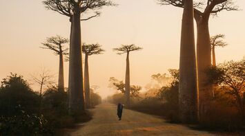 Beautiful alley of baobabs during sunrise in Morondava, Madagascar