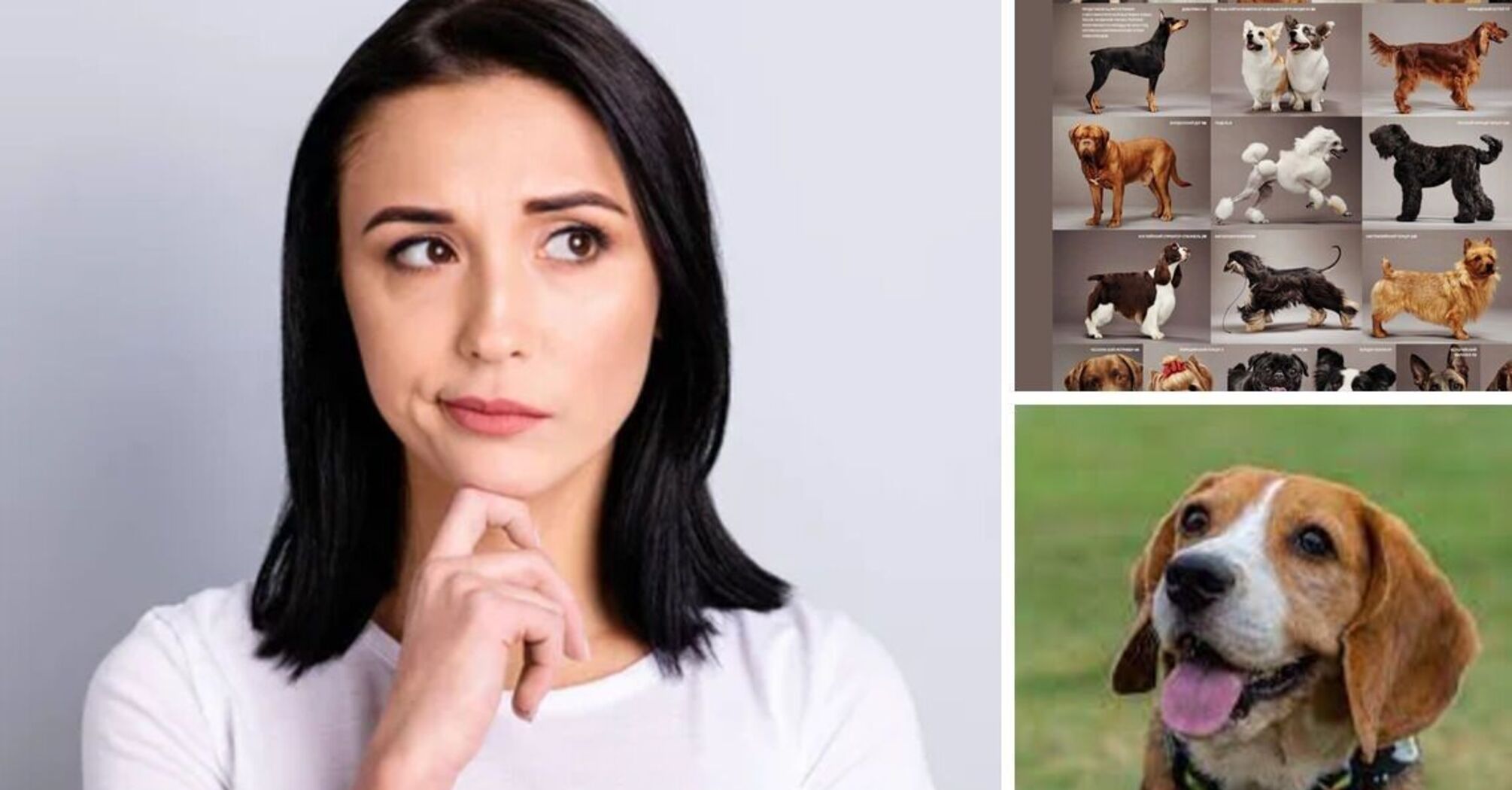 What dog will you take home? This psychological test will tell you a lot about you