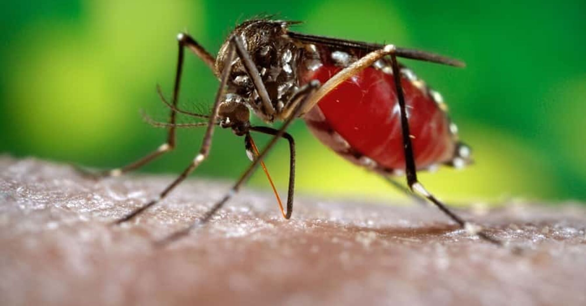 New case of Dengue virus reported in Hawaii