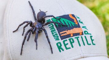 The largest male of one of the world's most poisonous spiders found in Australia: It will help with the vaccine. Photo