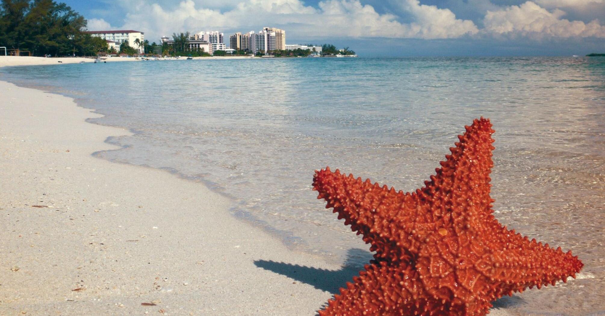 Starfish in the sand