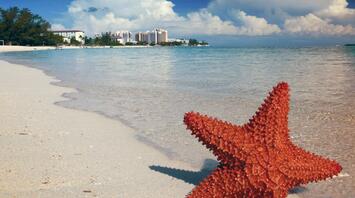 Starfish in the sand