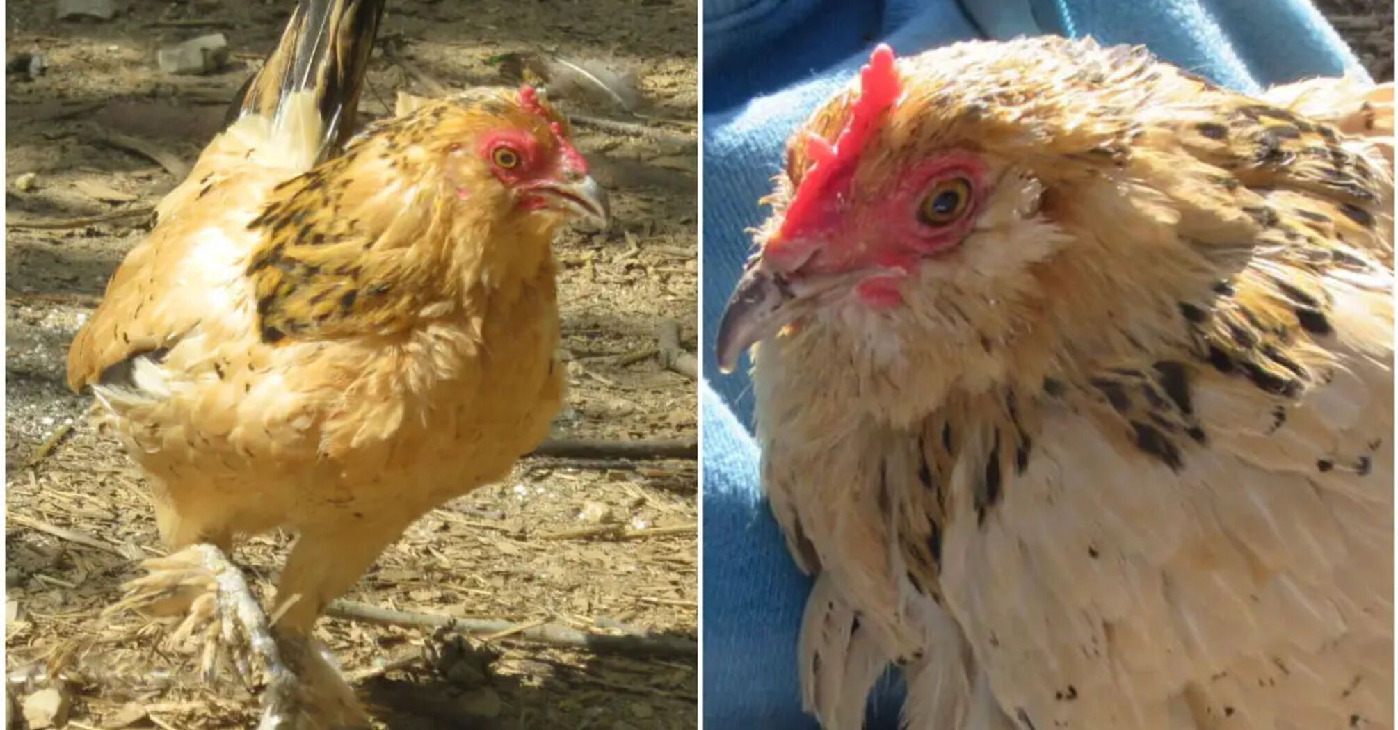 The oldest chicken on the planet dies in the United States