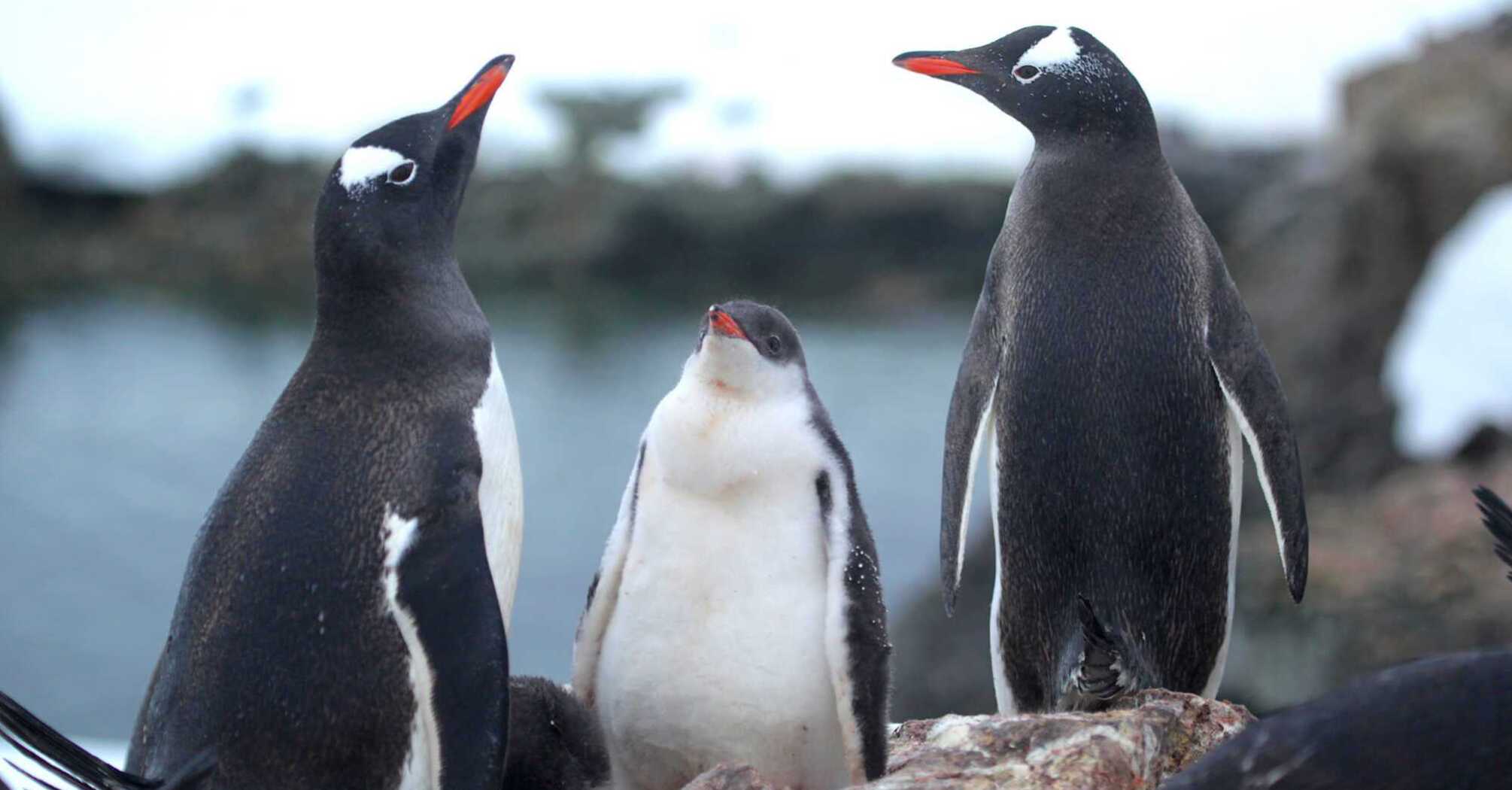 Penguin baby boom in Antarctica