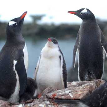 Penguin baby boom in Antarctica