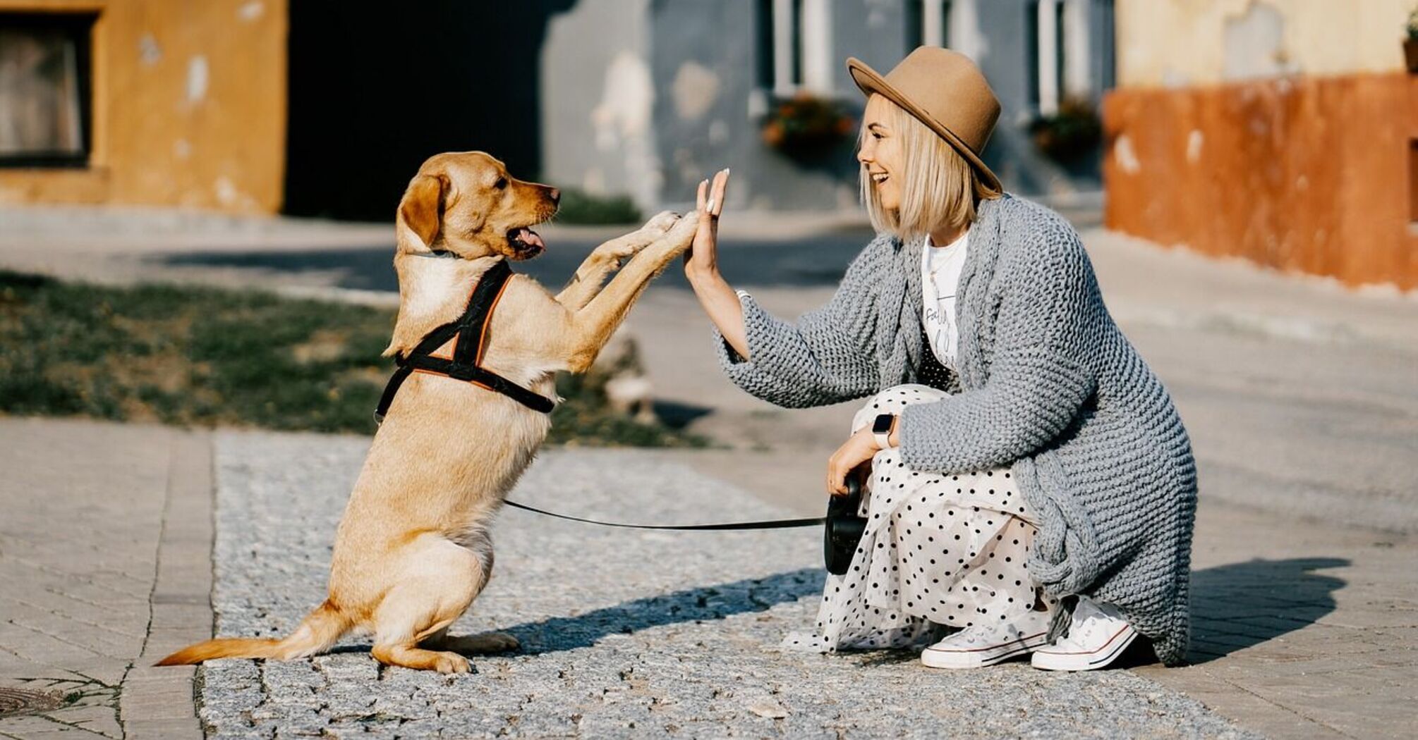 Long-distance moves with pets: tips for a smooth transition
