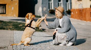 Long-distance moves with pets: tips for a smooth transition