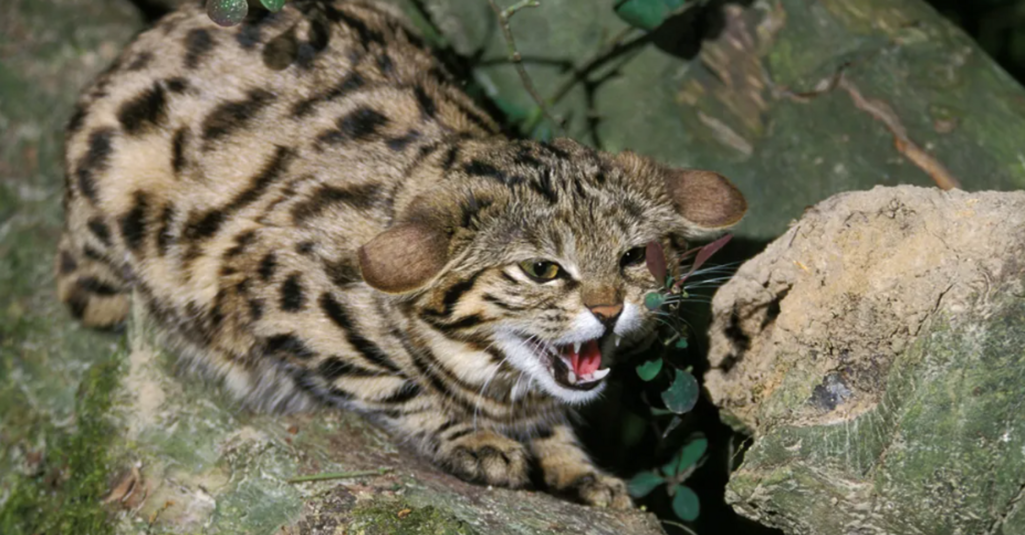 A black-footed cat