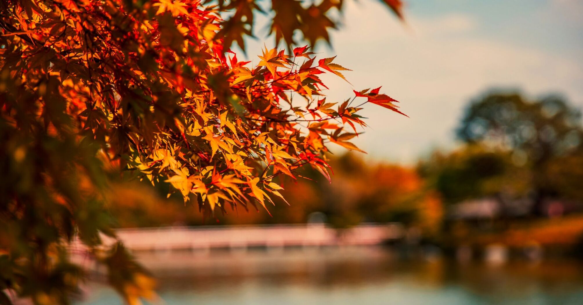 Showa Kinen Park, Tachikawa-shi, Japan