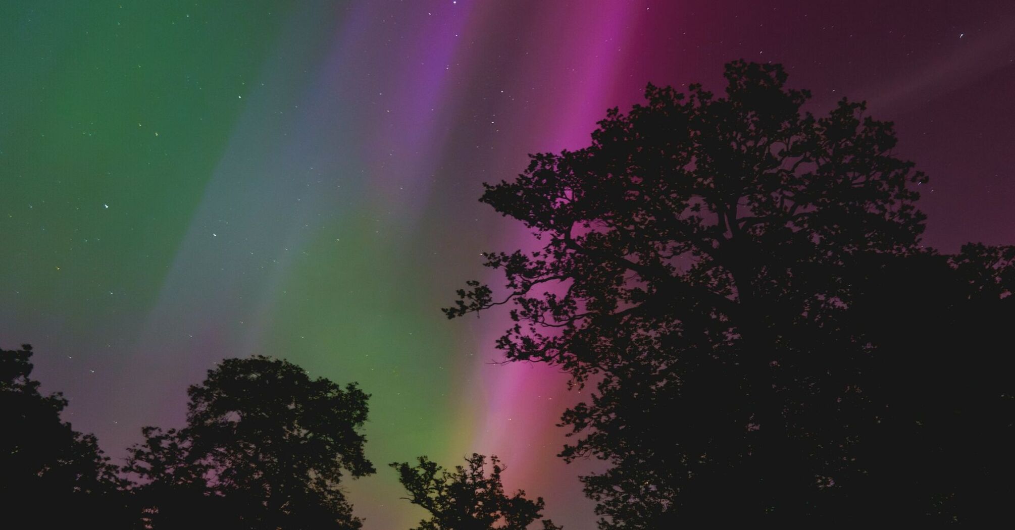 Bright northern lights with green and purple hues illuminating the night sky over silhouetted trees