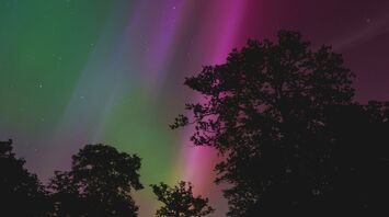 Bright northern lights with green and purple hues illuminating the night sky over silhouetted trees