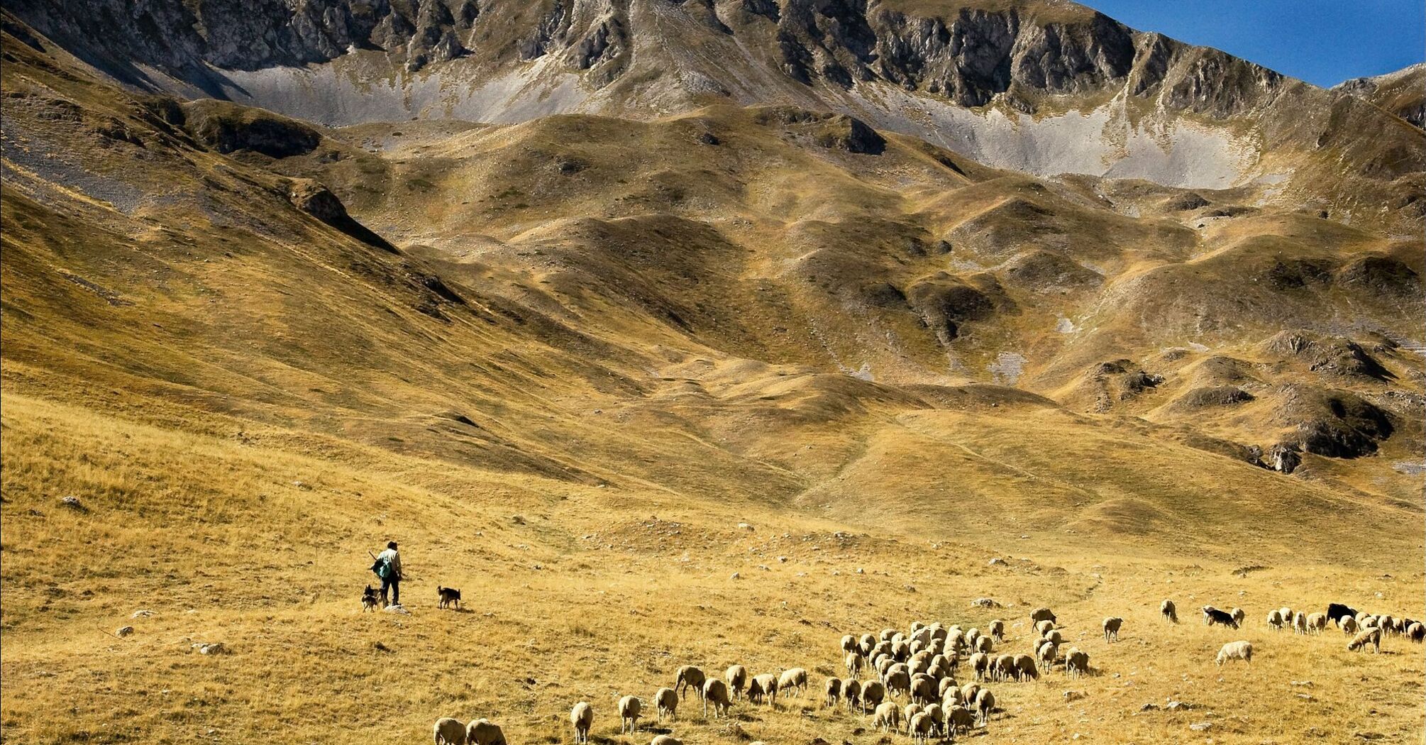 shepherd and dogs herd sheep in the gran sasso mountains