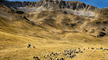 shepherd and dogs herd sheep in the gran sasso mountains